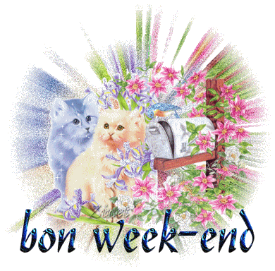 Bon week-end avec que des chats !